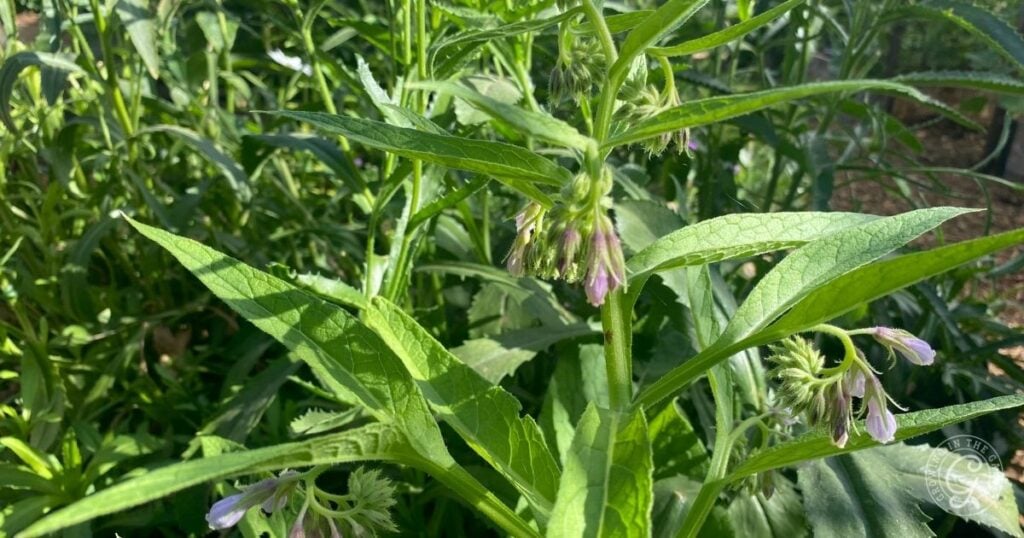 Green comfrey plant with pointed leaves and small purple flowers growing outdoors in sunlight.