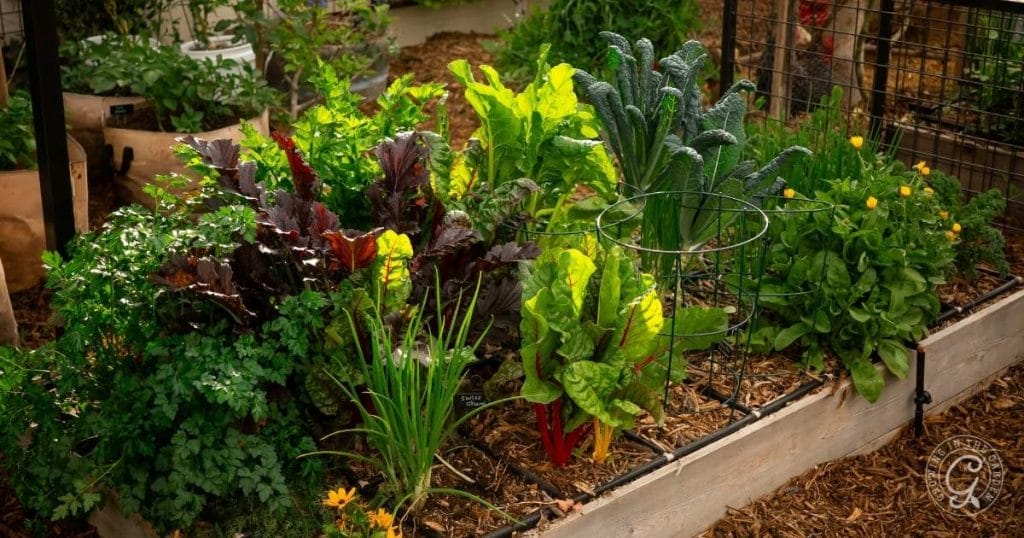 Companion Plant Combinations for Your Winter Garden