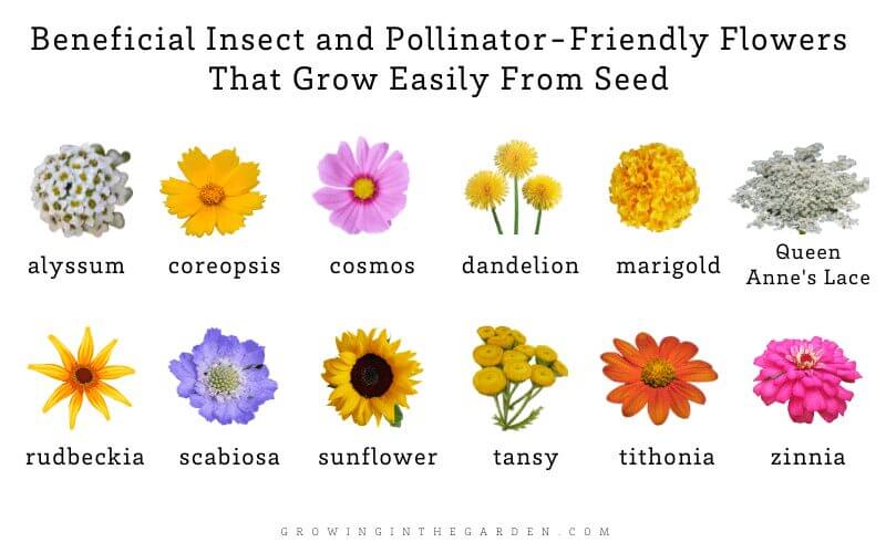 Beneficial Insect and Pollinator-Friendly Flowers That Grow Easily From Seed