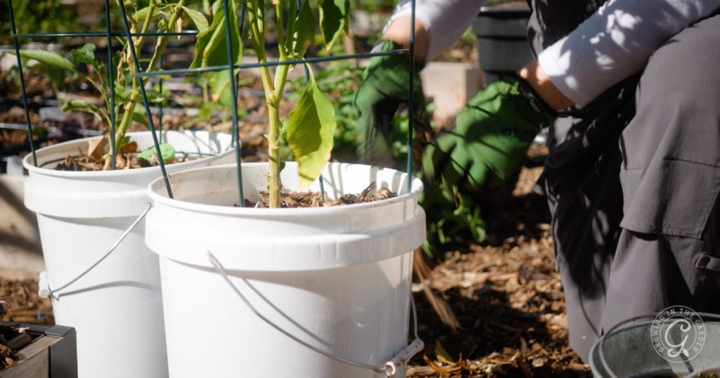 Move containers to maximize (or minimize) sunlight