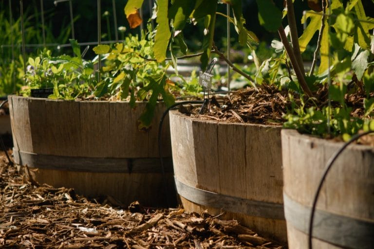 The Pros & Cons of Container Gardening featured image