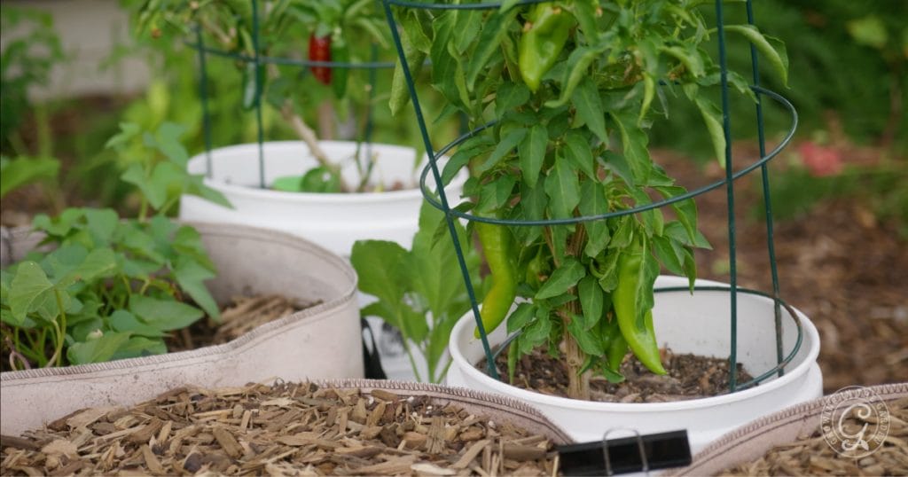 Buckets and grow bags are inexpensive ways to begin gardening