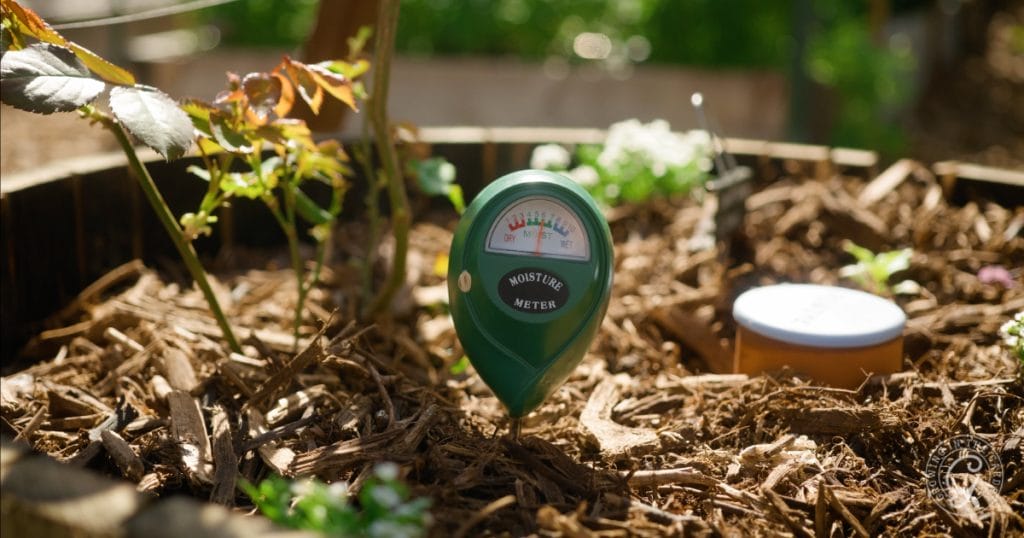 Use watering helps like an olla and moisture meter to help with watering containers