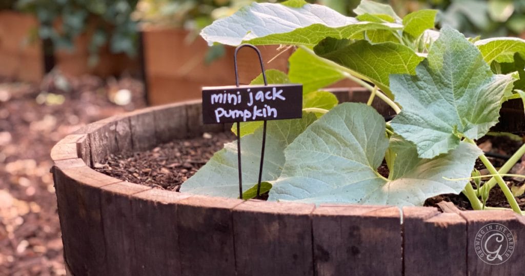 Container Gardening Challenges & How to Overcome Them