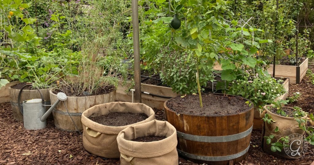 Container Gardening Challenges & How to Overcome Them