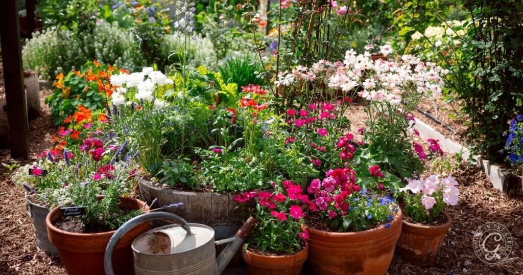 Colorful flowers bloom in pots and garden beds, with a watering can in the foreground, showcasing charming raised bed garden design.