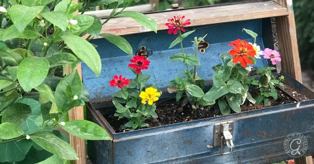 Container Gardening Ideas