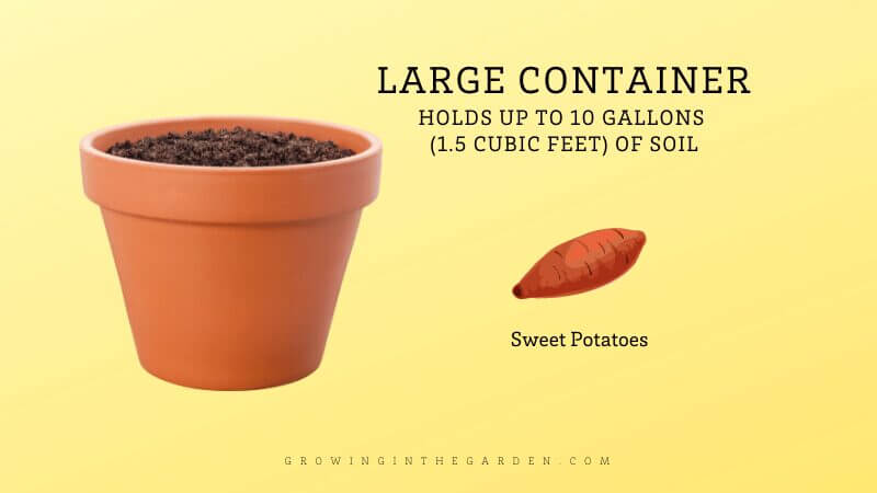 Learning how to grow sweet potatoes is surprisingly easy - just a few plants provide a plentiful harvest. 