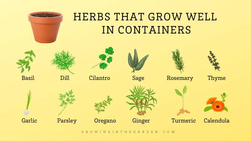 Container Gardening for Beginners: 10 Steps for Success