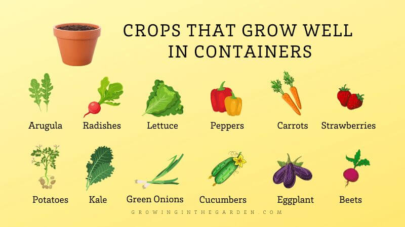 Container Gardening for Beginners: 10 Steps for Success