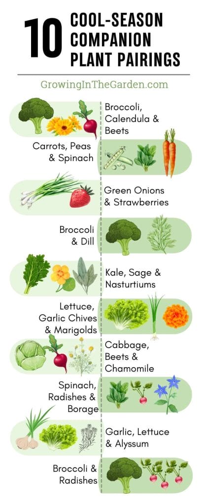 Cool-Season Companion Plant Pairings