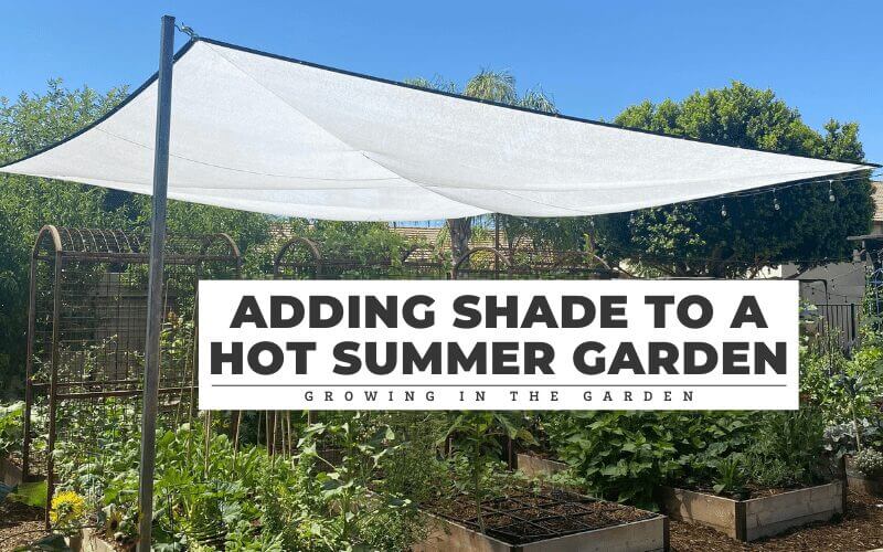 Adding Shade to a Hot Summer Garden
