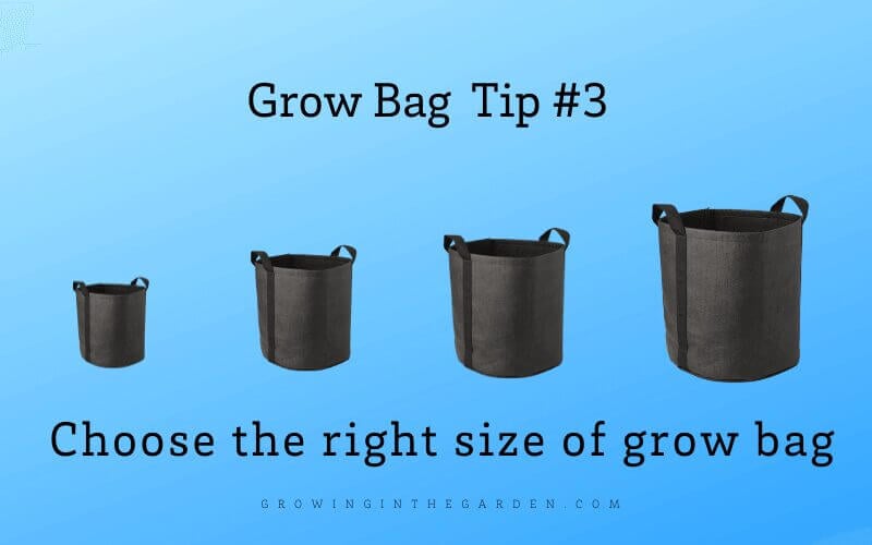 Grow Bag Gardening 5 Tips for Success