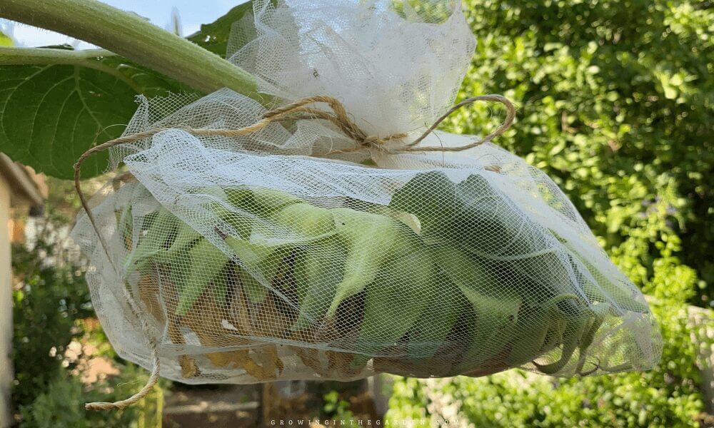 cover sunflower head with netting to protect from birds
