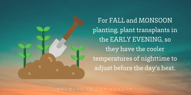 For fall and monsoon planting, plant transplants in the early evening, so they have the cooler temperatures of nighttime to adjust before the day's heat.
