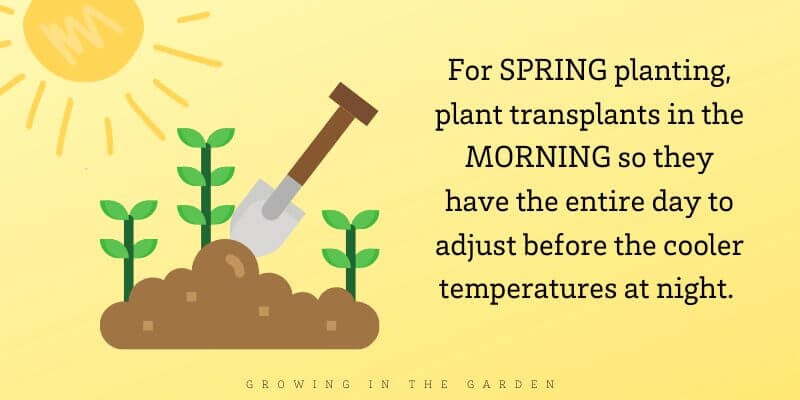 For spring planting, plant transplants in the morning so they have the entire day to adjust before the cooler temperatures at night. 