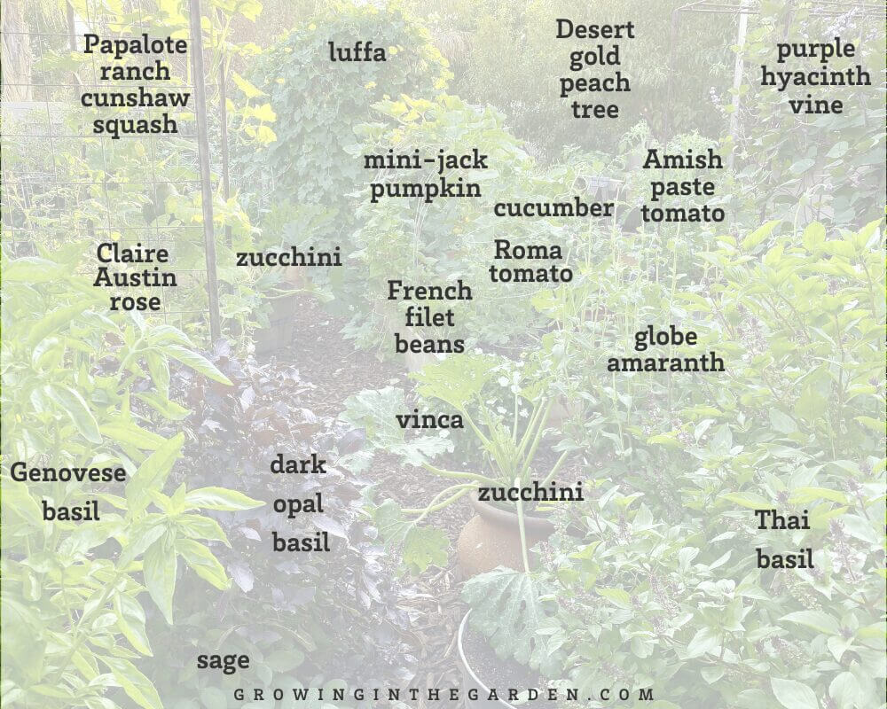 5 Tips for Successful Companion Planting