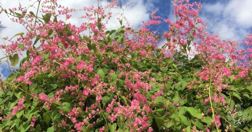 A dense cluster of pink flowers and green leaves, among the best perennials for pollinators, grows upward against a backdrop of blue sky with scattered white clouds.