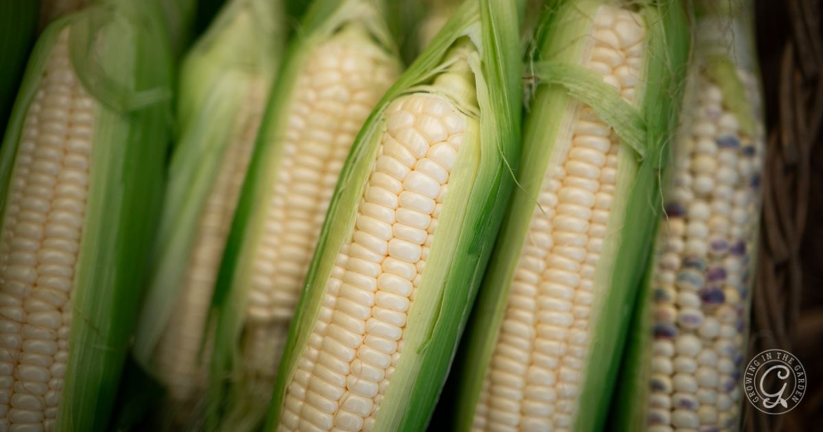 Several ears of corn with green husks, some kernels white and others multicolored, are close together.