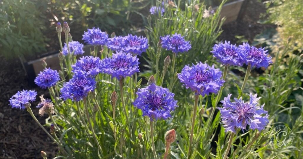 Purple cornflowers blooming in a sunny garden bed with green foliage in the background, as recommended in the Arizona Annual Flowers Planting Guide.