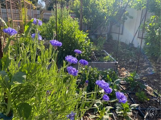 Blue Boy Bachelor’s Button featured image