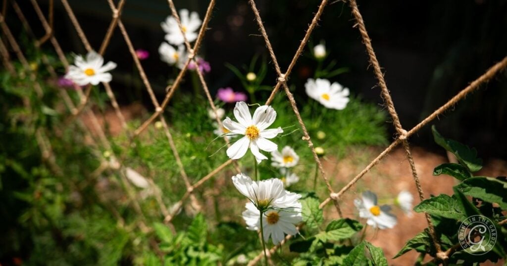 White cosmos flowers growing behind a mesh trellis in a sunlit garden, as recommended in the Arizona Annual Flowers Planting Guide.
