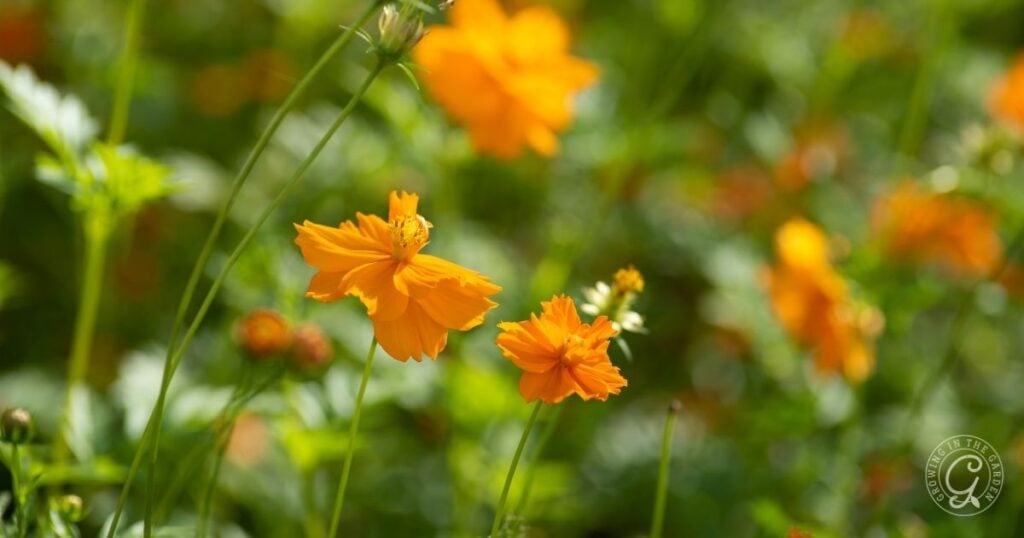 Bright orange flowers blooming in a green garden with a blurred background, inspired by the Arizona Annual Flowers Planting Guide.