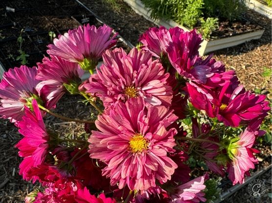 Double Click Cosmos featured image