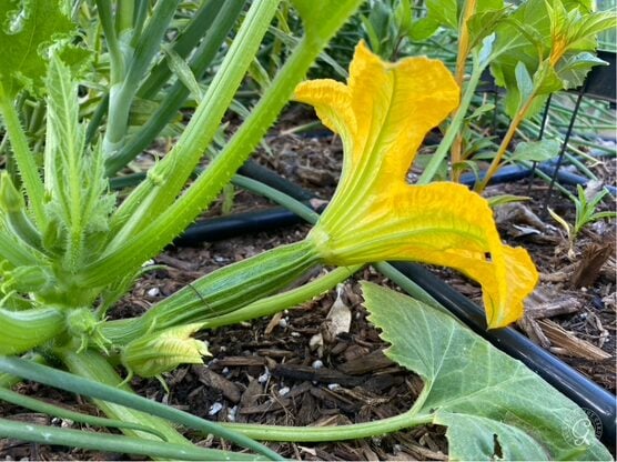 Costata Romanesco Summer Squash featured image