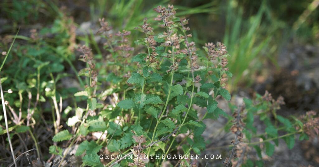Creeping Germander (Teucrium chamaedrys 'Prostratum')