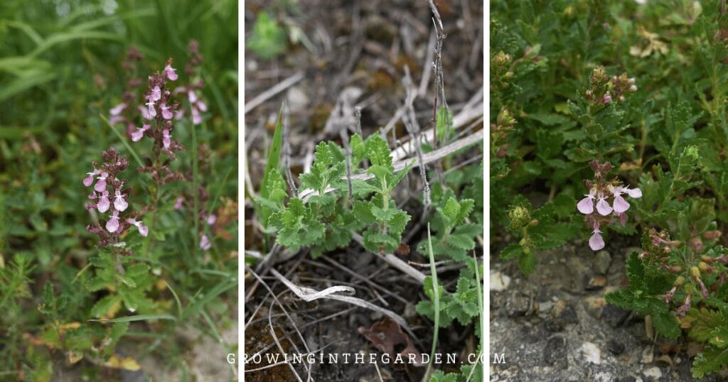 Creeping Germander (Teucrium chamaedrys 'Prostratum')