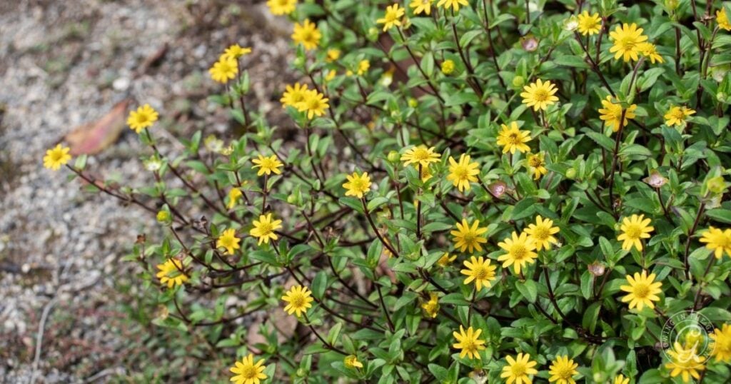A cluster of small yellow flowers with green leaves growing on the ground near gravel.