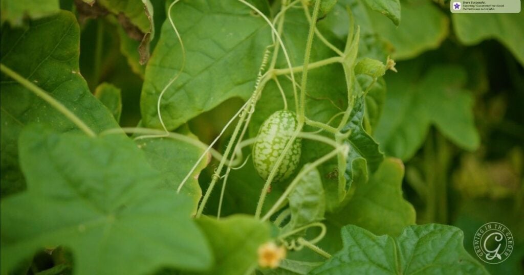 A small green cucumber melon hanging on a vine among lush green leaves.