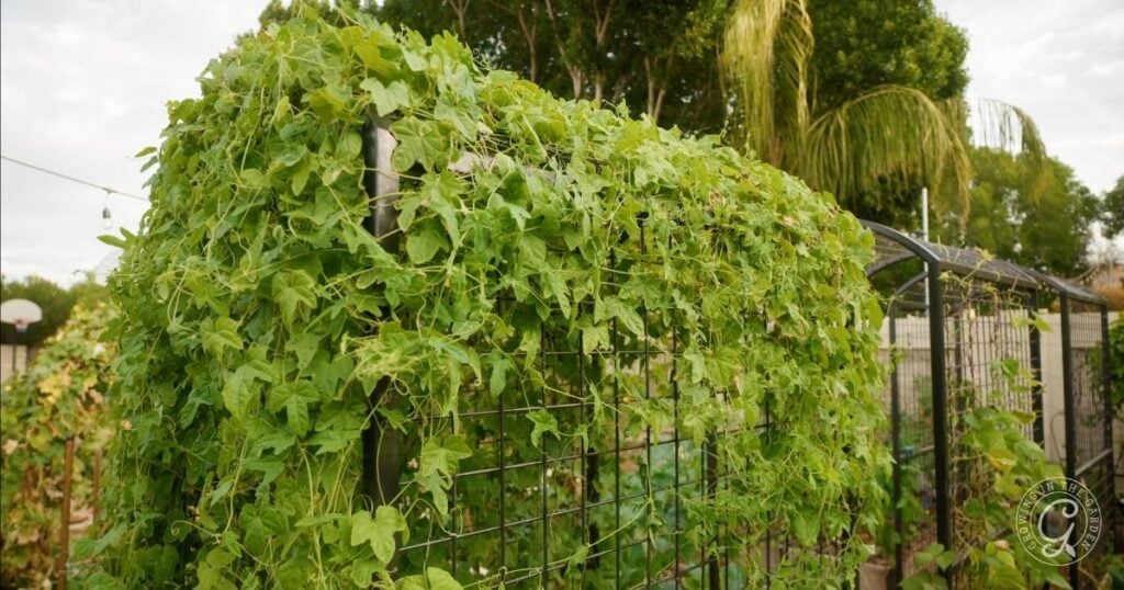 A lush green cucamelon vine, one of the best vegetables to grow vertically, climbs and covers a metal garden trellis, surrounded by other plants and trees in a vibrant, well-maintained backyard garden.
