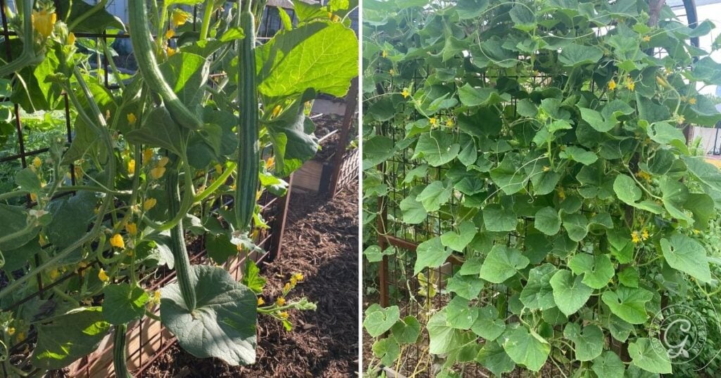 Two images of a lush cucumber plant growing vertically on a garden trellis—a great example of vertical gardening vegetables. The left shows close-up leaves and yellow flowers; the right displays the entire vine covering the trellis.