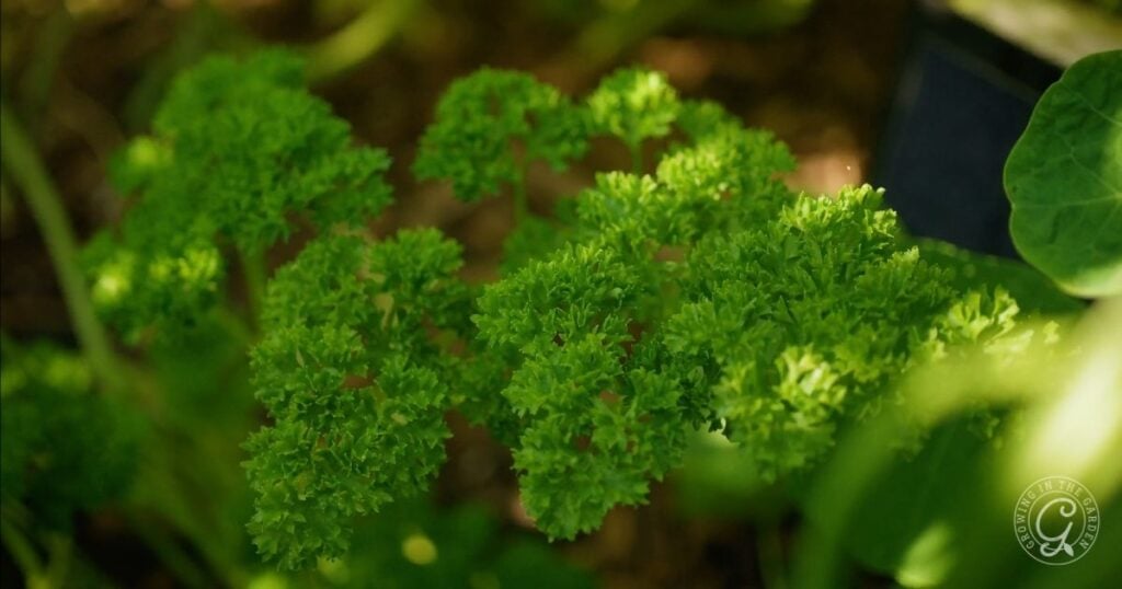 Close-up of lush, curly parsley leaves growing in a garden with sunlight highlighting their vibrant green color.