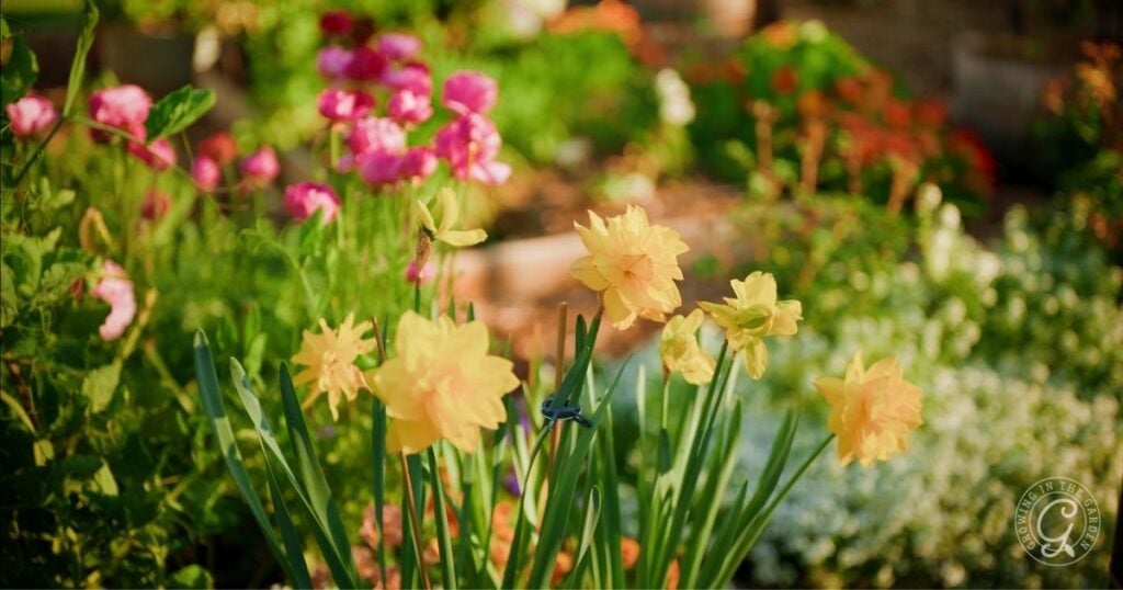 Yellow daffodils and pink flowers bloom in a vibrant, sunlit garden, inspired by tips from the Arizona Annual Flowers Planting Guide.