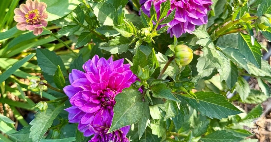 Bright purple dahlias and green leaves in sunlight, with a pale pink flower in the upper left corner—a vibrant scene inspired by tips from the Arizona Annual Flowers Planting Guide.