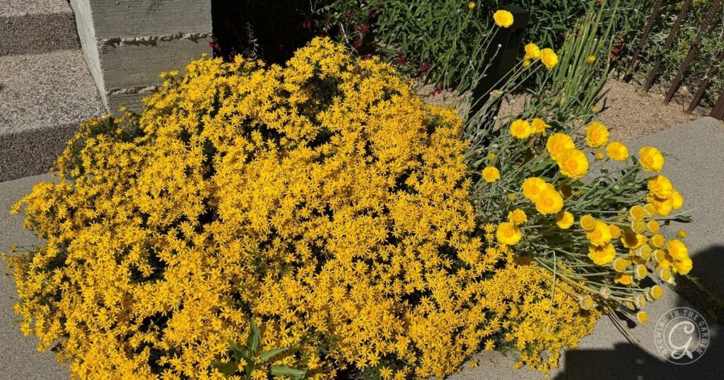 A dense bush covered in small yellow flowers, ideal perennials for pollinators, grows next to another plant with larger yellow blooms and long green stems beside a sidewalk and concrete steps in the Sonoran Desert.