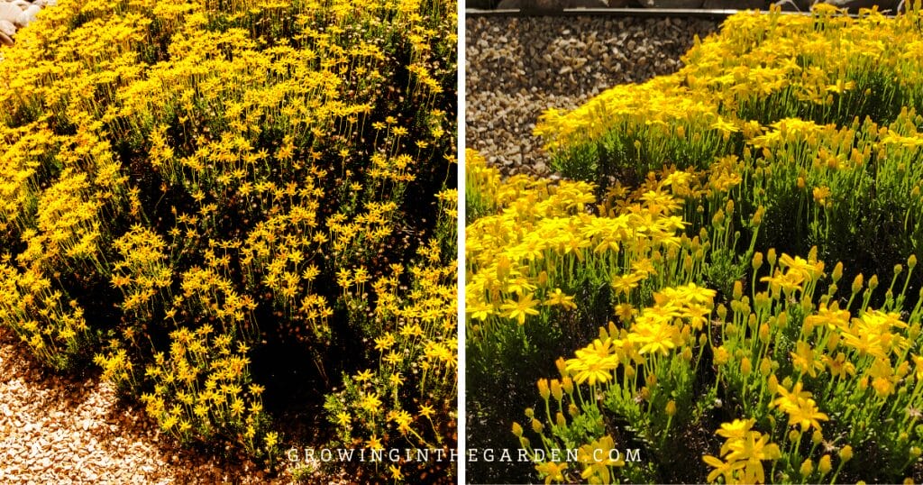 Lawn Alternatives: 10 Low-Water-Use Groundcovers for Hot Climates