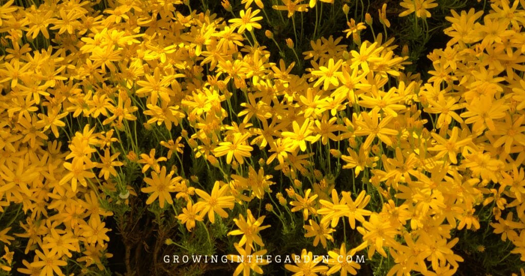 Lawn Alternatives: 10 Low-Water-Use Groundcovers for Hot Climates