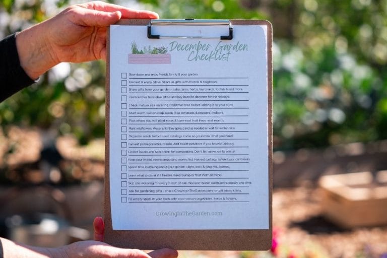 Arizona Garden in December featured image