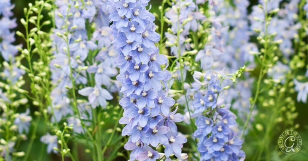 Tall spikes of light purple delphinium flowers bloom among green stems and buds in a garden, adding vibrant color recommended by the Arizona Annual Flowers Planting Guide.