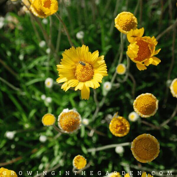 Arizona Annual Flower Planting Guide: A Visual Guide for Low-Desert Flowers