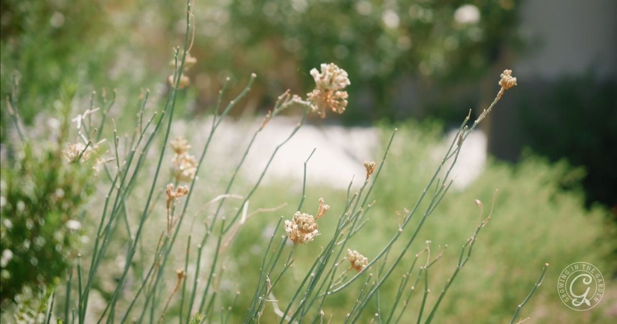 Close-up of tall, thin stems with small dried flowers in a sunlit, green garden, capturing the natural beauty highlighted in any Arizona Annual Flowers Planting Guide.