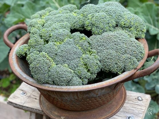 Di Ciccio Broccoli featured image