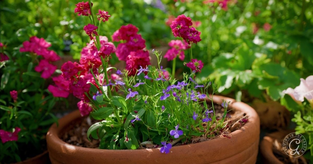 Bright pink and purple flowers bloom in a terracotta pot, their vibrant colors echoing the recommendations from the Arizona Annual Flowers Planting Guide, with lush green leaves framing the scene.