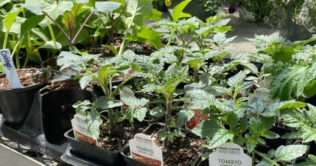 Do I Need to Harden Off Nursery-Grown Purchased Transplants