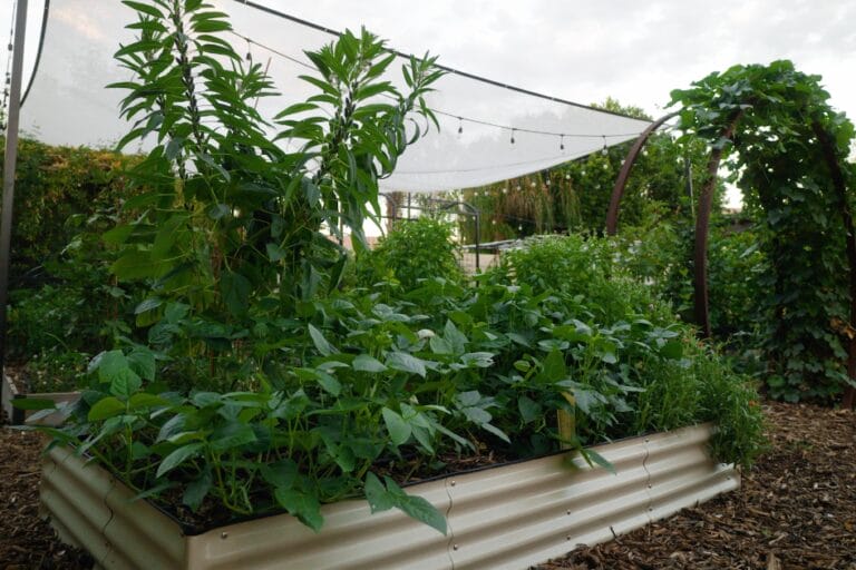 Do Metal Garden Beds Heat Up More Than Wooden Beds? featured image