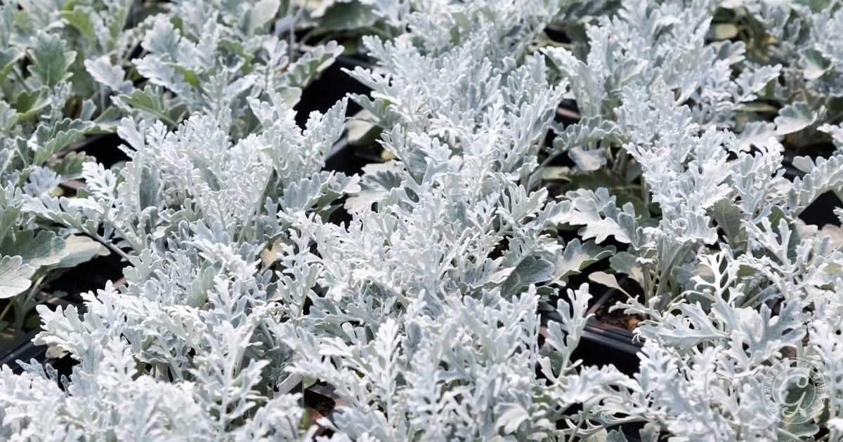 Dusty miller plants with silvery, lacy leaves growing closely together in black plastic trays—an ideal choice featured in the Arizona Annual Flowers Planting Guide.